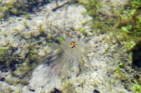 A drowning bee in the water Stock Photos