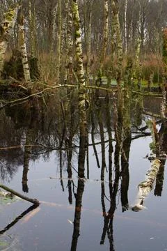 Drowning forest, vertical Stock Photos