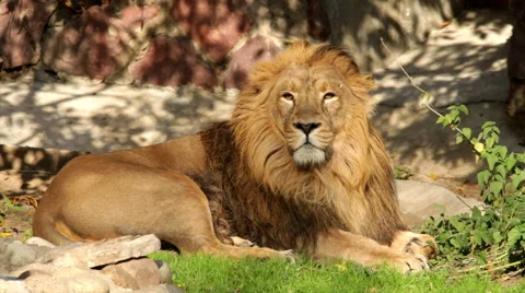 Drowsy Asian lion, full-length view, lying on shadow grid background Stock Footage 46674625