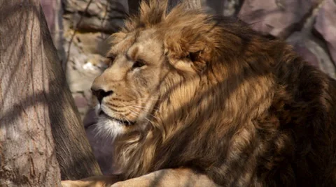 A drowsy Asian lion, lying under the tree and sniffing spring air Vídeos de archivo 37967326