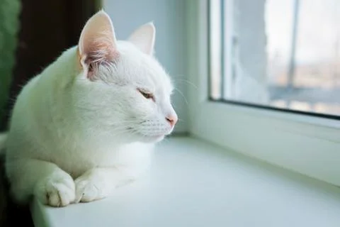 Drowsy cat on windowsill Foto stock