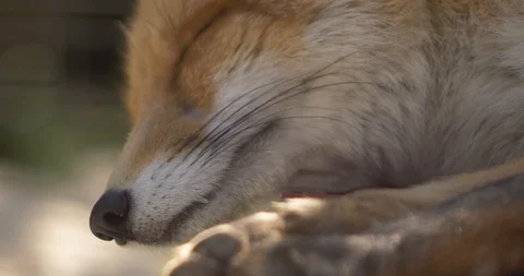 Drowsy fox in the sun Stock Footage 91400718