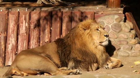 Drowsy lion, full-length view, lying on sunlit wood and boulder background. Stock Footage 46571268