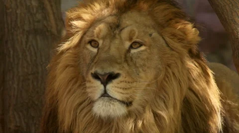 Drowsy look of adorable lion close up, calm lying on tree shadow background. Stock Footage 46674085