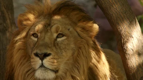 Drowsy look of a lion close up on tree shadow background. Stock Footage 46407664