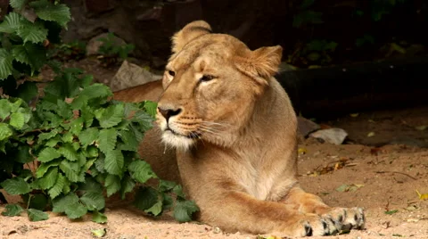 Drowsy look of a lioness, calm lying behind the green bush on dark background Stock Footage 46367607