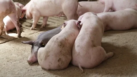 Drowsy pigs in pigsty Stock Footage 82255789