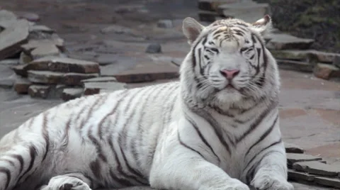 Drowsy young bengal tiger, lying on the stone pavement Vídeos de archivo 37968188