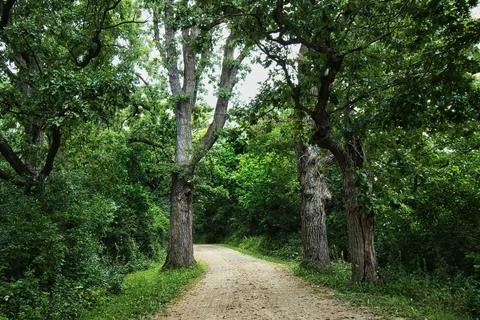 DRP Trail Passing Between Trees Stock Photos