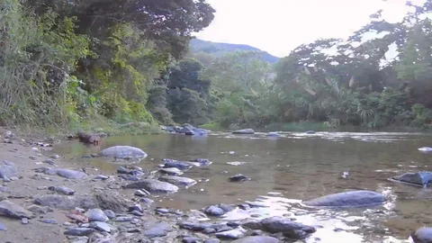 D.R.Shallow River Stock Footage 127471530