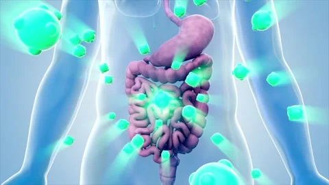 Drug molecules or probiotics act on the gastrointestinal tract Vídeos de archivo 344950785