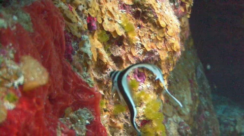 Drum fish paradise reef Stock Footage 640422