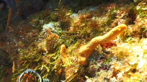 Drum fish SR wall 1 Stock Footage 721679