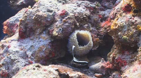 Drum fish,coral reef Vidéo 10800260