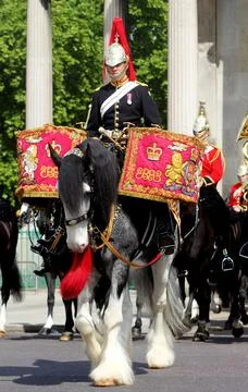 Drum Horse Stock Photos