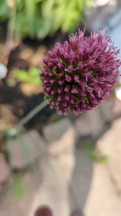 Drum stick allium Stock Footage 300878177