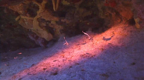 Drumfish couple Видео 7769380