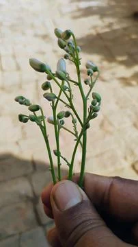 Drumstick flowers bloom on the Moringa tree. Stock Photos