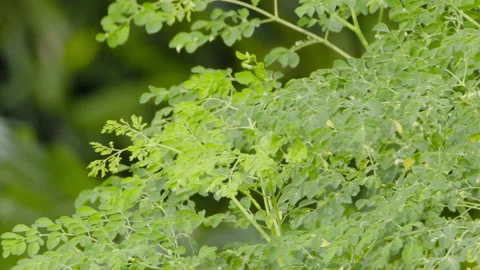 Drumstick (moringa oleifera) tree with small green leaves that sway in the wi Stock Footage 234955666