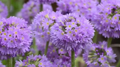 Drumstick primrose (Primula denticulata) Stock Footage 12677706