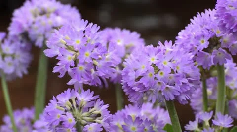 Drumstick primrose (Primula denticulata) Stock Footage 12677741