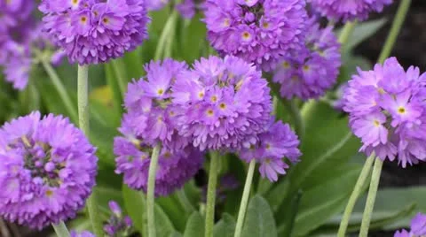 Drumstick primrose (Primula denticulata) Stock Footage 12677759