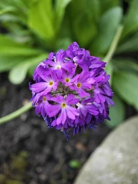 Drumstick Primula Stock Photos