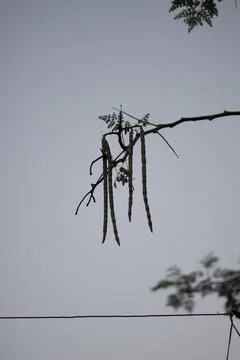 Drumstick Tree branch in Goa Stock Photos