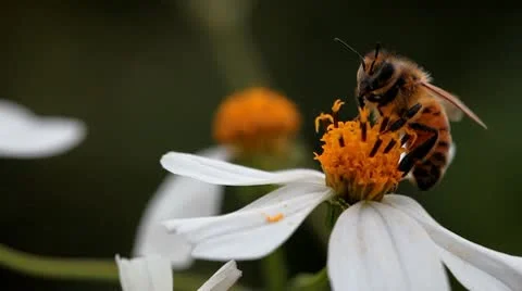 Drunk bee Stock Footage 10610377