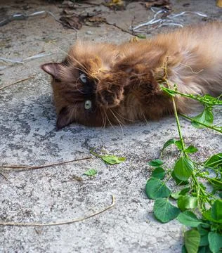 Drunk cat after playing nettle cat or Acalypha indica or catnip on the floor. Stock Photos