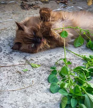 Drunk cat after playing nettle cat or Acalypha indica or catnip on the floor. Foto stock