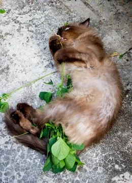 Drunk cat after playing nettle cat or Acalypha indica or catnip on the floor. Stock Photos