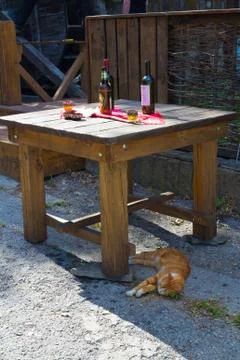 Drunk cat Stock Photos