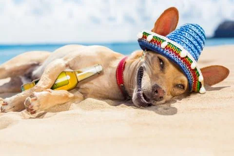 Drunk  dog on the beach Foto stock