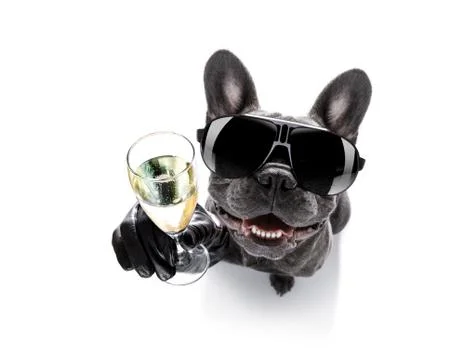 Drunk dog drinking a cocktail Stock-Fotos