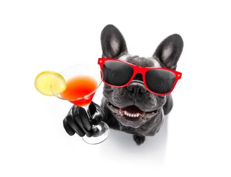 Drunk dog drinking a cocktail Photos