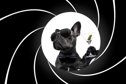 Drunk dog drinking a cocktail Stock Photos