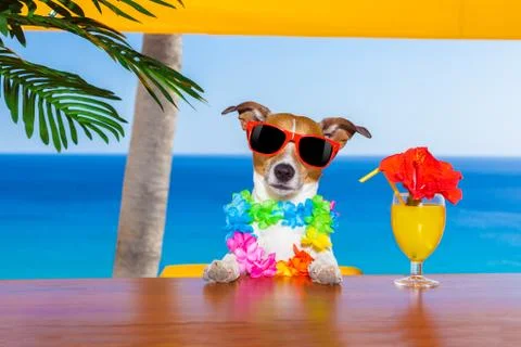 Drunk dog Stock Photos