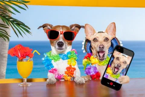 Drunk dogs Stockfoto's