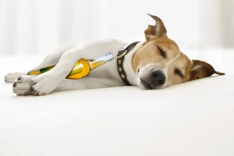 Drunk hangover  dog Photos
