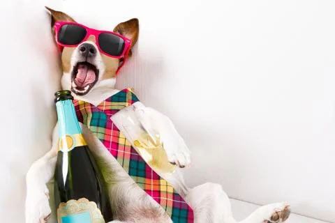 Drunk hangover  dog Fotos Stock