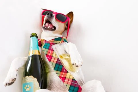 Drunk hangover  dog Stockfoto's