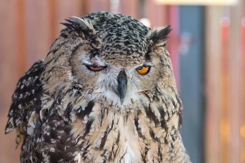 Drunk Owl Stock Photos