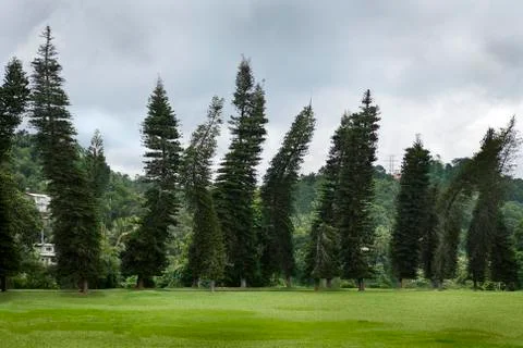 "Drunken" pines Stock-Fotos