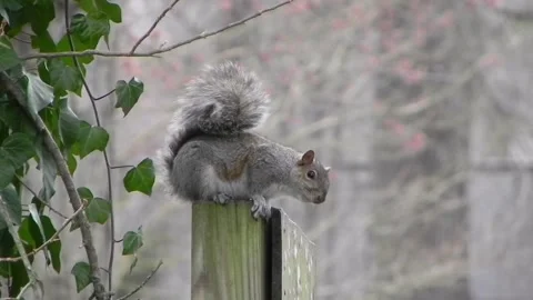 Drunken Squirrel Part 1 Stock Footage 150467674