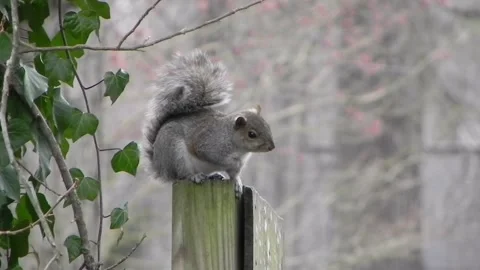 Drunken Squirrel Part 2 Stock Footage 150467868