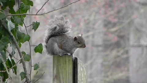 Drunken Squirrel Part 3 Stock Footage 150468063