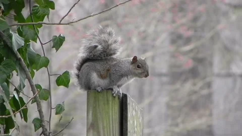 Drunken Squirrel Part 4 Stock Footage 150468229