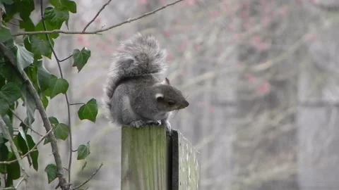 Drunken Squirrel Part 5 Stock Footage 150468440