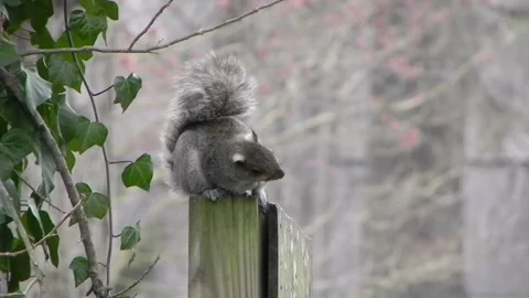 Drunken Squirrel Part 6 Stock Footage 150468582